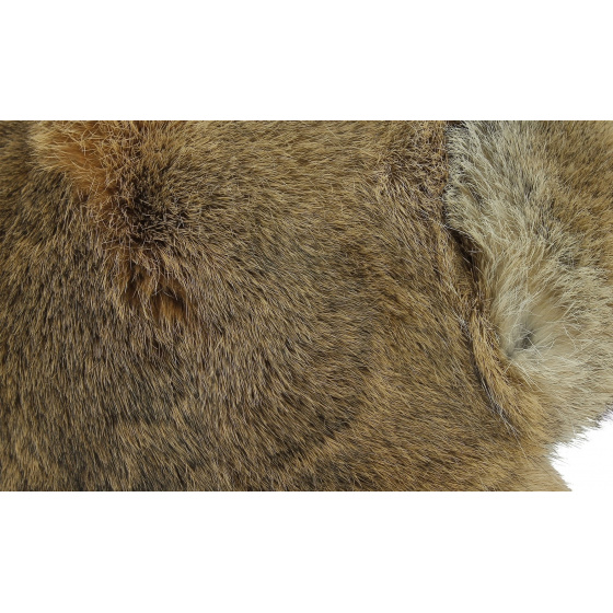 Syberia rabbit chapka